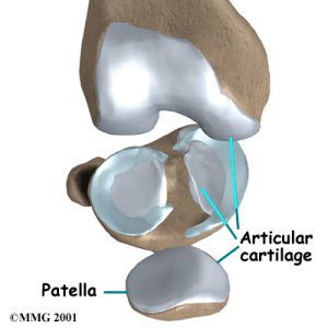 – 200710knee cartilage