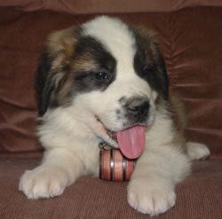 – 200710saint bernard 01a puppies