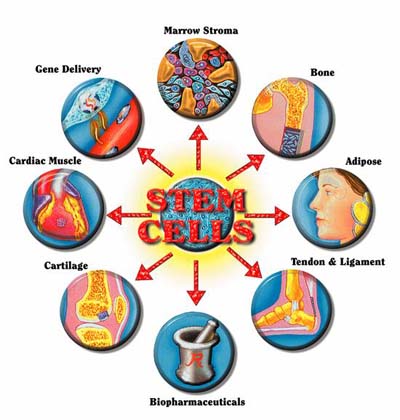 – 200802stem cells