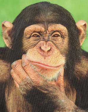 – 200803chimpanzee thinking poster