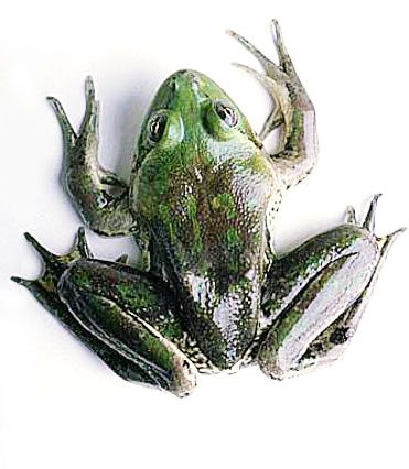 – 200803frog