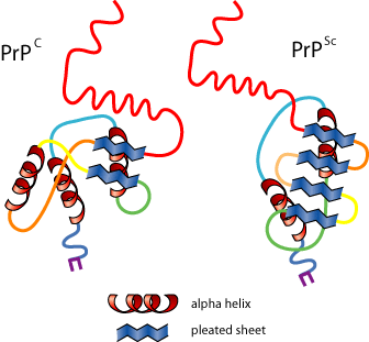 – 200803prion