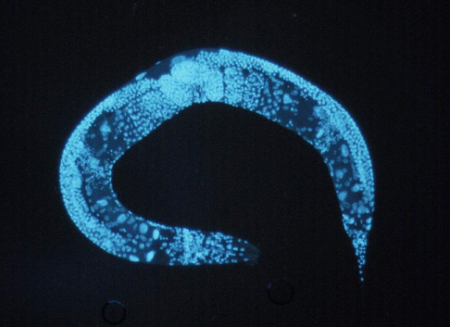 – 200804enlarged c elegans