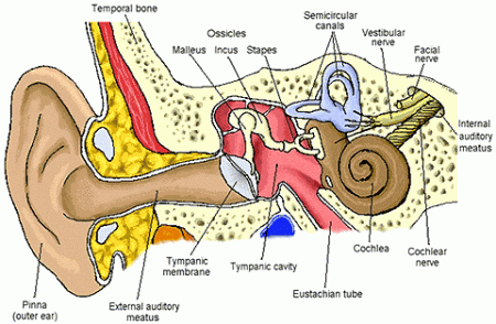 – 200808the human ear