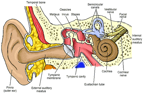 – 200808the human ear