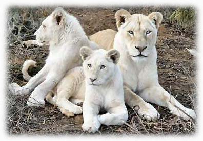 – 200810white lions