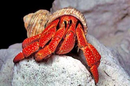 – 200903hermit crab00112