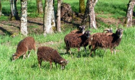 – 200907hs soay herd