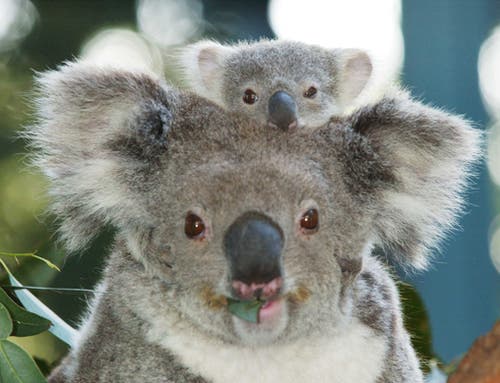 – 200912koala baby