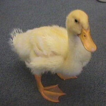 – 201001duck