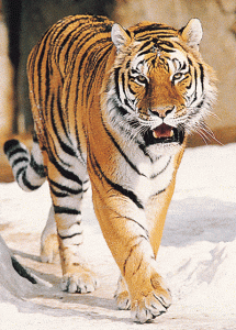 – 201001tiger info0