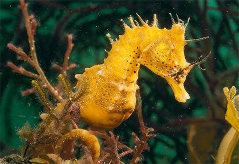 – 201009seahorse