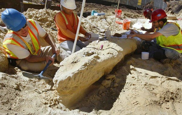 – 201009whale fossil