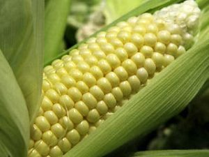 – 201010corn