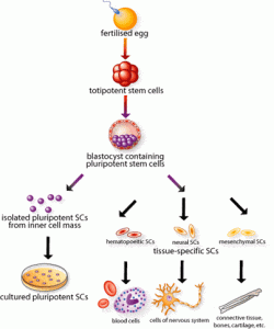 – 201010stemcells2 GIF