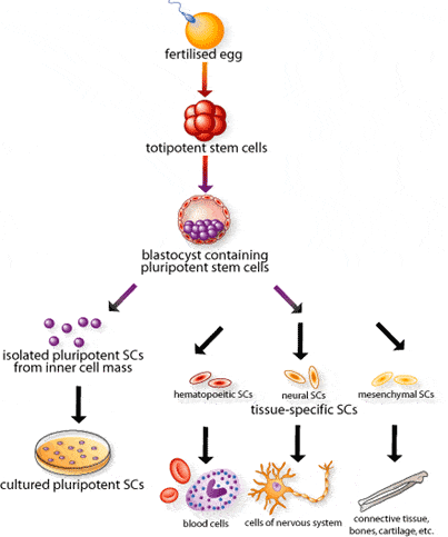 – 201010stemcells2 GIF