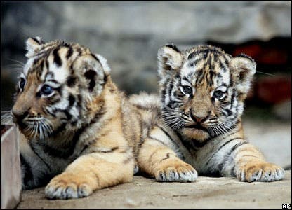 – 201010tiger cubs