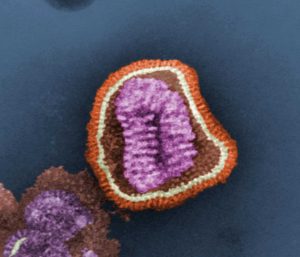 – 201011Flu Virus