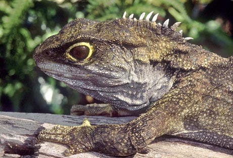 – 201011tuatara2