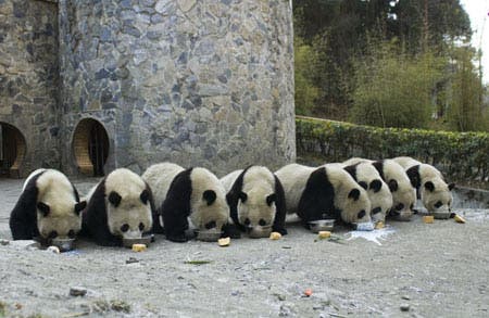 – 201012giant pandas