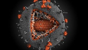 – 201102HIV Virus