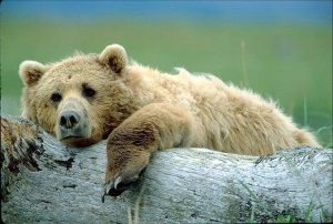 – 201102sleepy bear