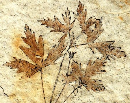 – 201103FlowerFossilPoD thumb 600x475 121010