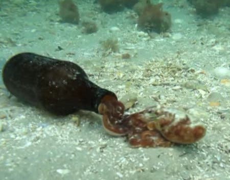 – 201103beer bottle octopus