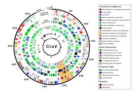 – 201103crov