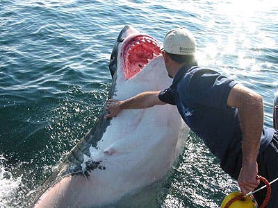 – 201103great white shark