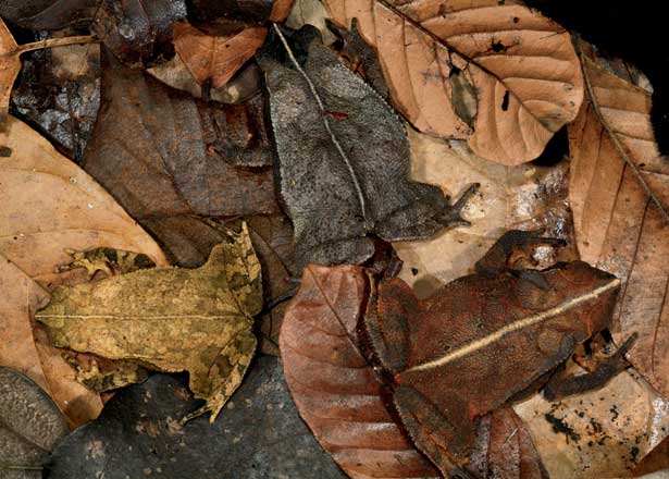 – 201103mimicry toad