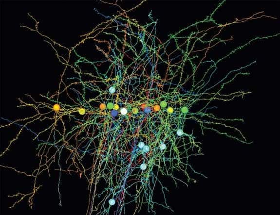 – 201103neuron connections