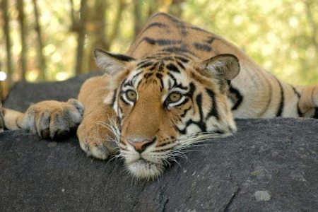 – 201103tiger sad