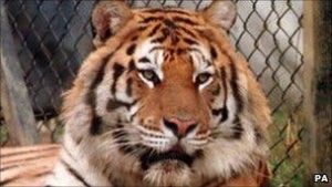 – 201103tiger zoo