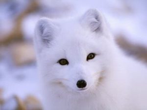 – 201104arctic fox