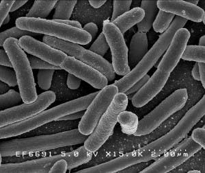 – 201104bacteria