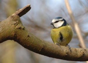 – 201104blue tit 2271323483 8ec77e4a14