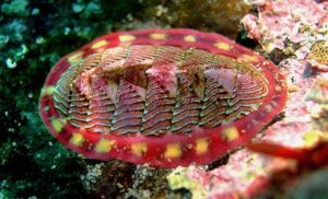 – 201104chiton