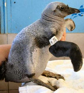 – 201104featherless penguin