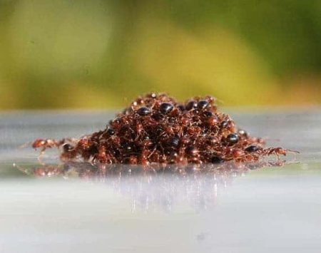 – 201104fire ants form life rafts afloat 35039 600x450