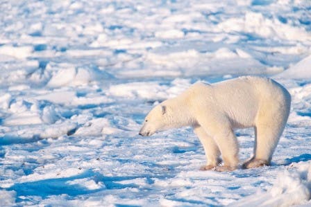 – 201104global warming polar bear