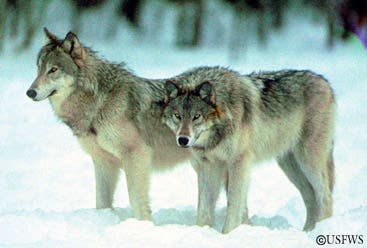 – 201104gray wolf picture