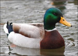 – 201104mallard