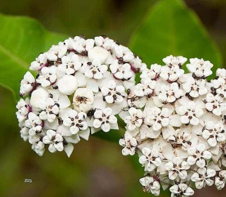 – 201104milkweed