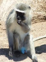 – 201104vervet monkey