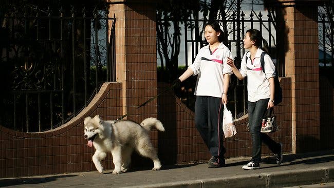 – 201105063108 china one dog policy