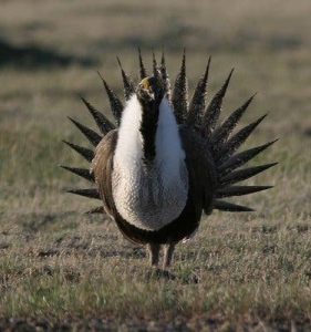 – 201105Greater.sage grouse JohnCarlson