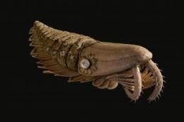 – 201105anomalocaridids