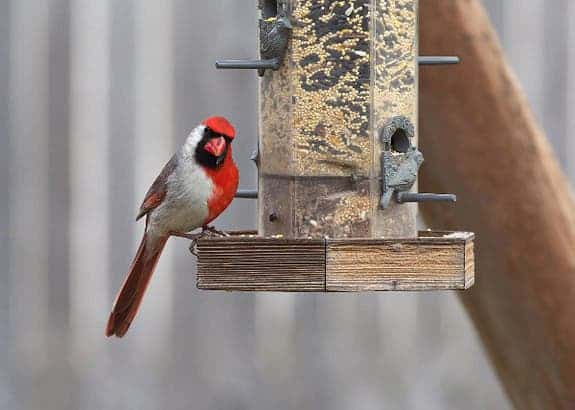 – 201105cardinal bird