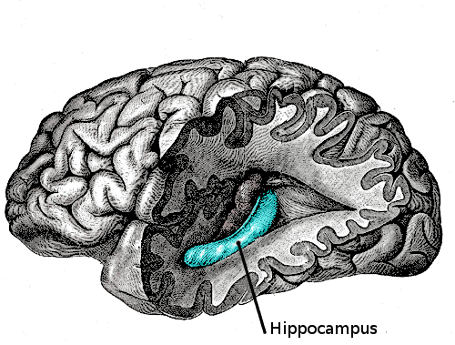 – 201106Gray739 emphasizing hippocampus